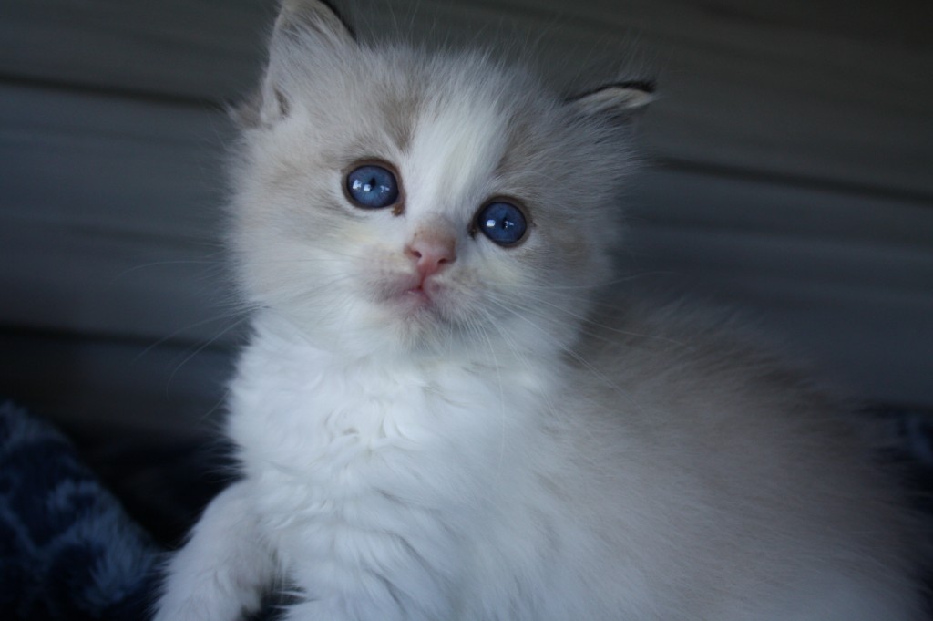 Springvale Dolls Wisconsin, USA Ragdoll Kittens Spring Vale Dolls