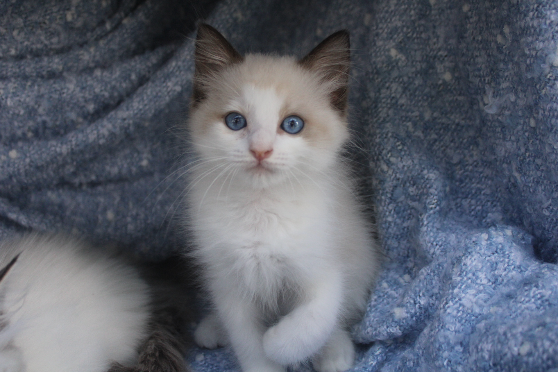 Available Kittens - Spring Vale Dolls