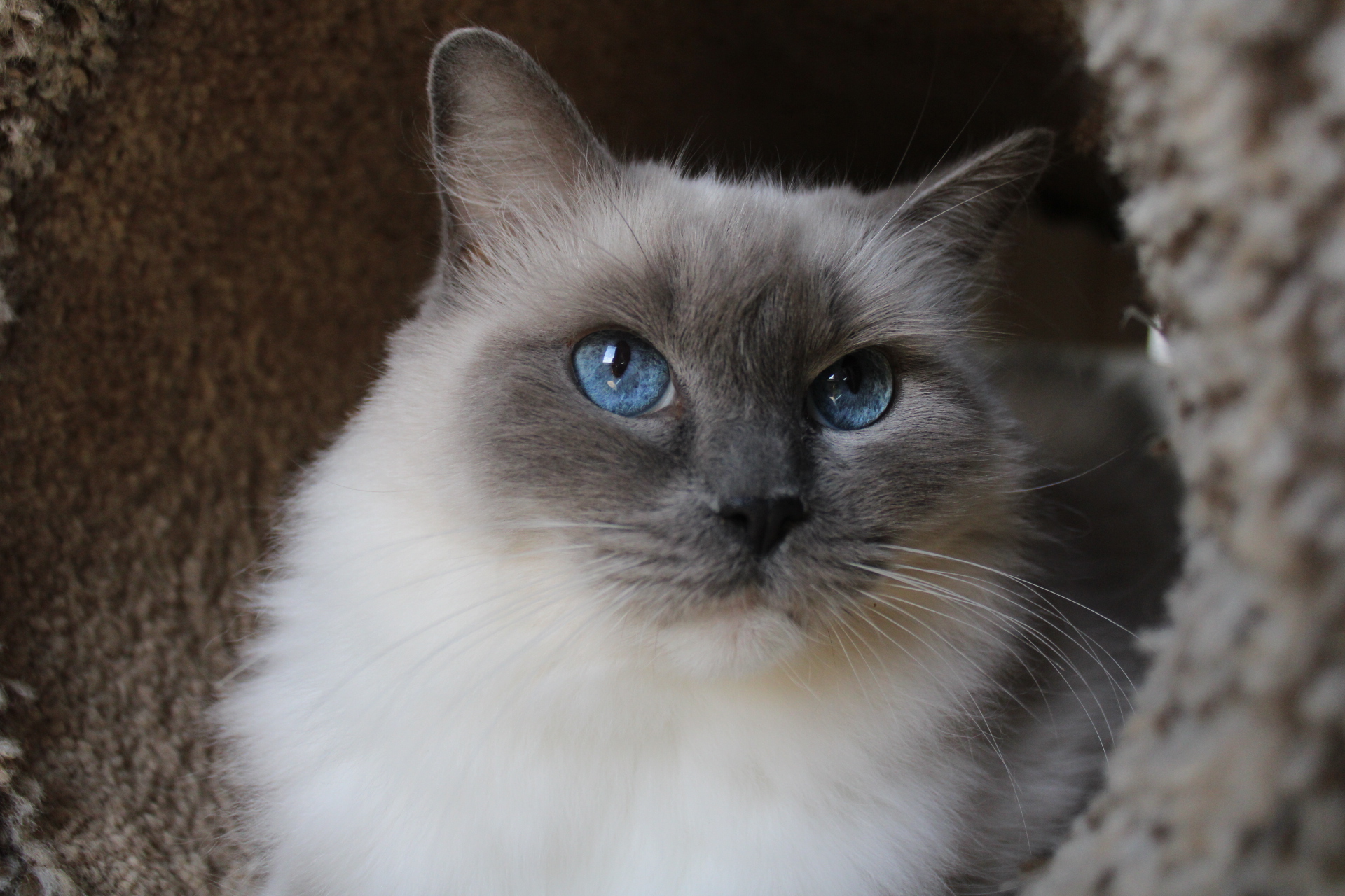 Stella